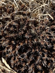 Syntrichia