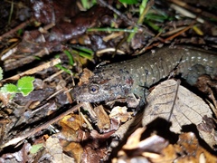 Desmognathus amphileucus