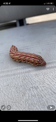 Eumorpha fasciatus