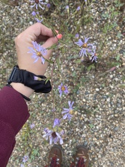 Symphyotrichum laeve
