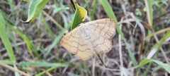 Sterrhinae
