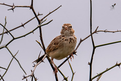 Mirafra erythroptera