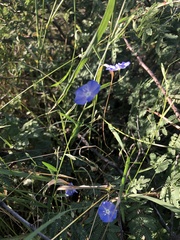 Evolvulus arizonicus