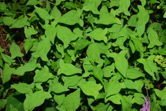 Persicaria thunbergii