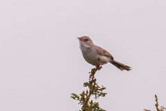 Prinia buchanani