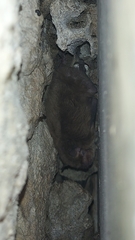 Pipistrellus