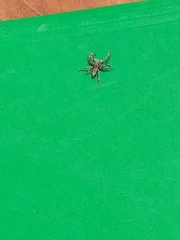 Platycryptus undatus