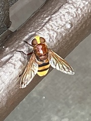 Volucella zonaria