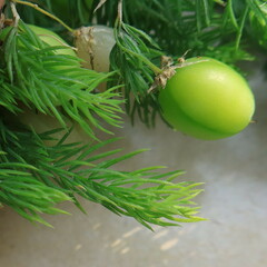 Asparagus declinatus