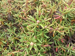 Rhododendron tomentosum