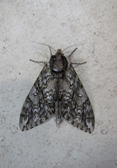 Ceratomia undulosa