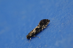 Nemapogon granella
