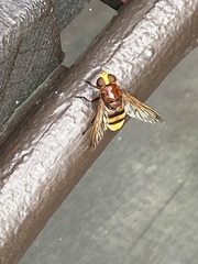 Volucella zonaria