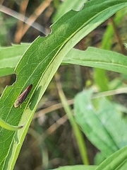 Graphocephala coccinea
