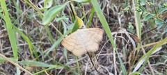 Sterrhinae