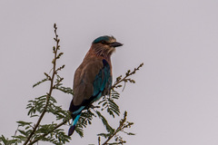Coracias benghalensis