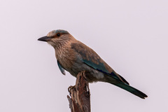 Coracias benghalensis