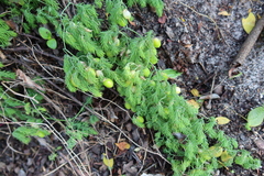 Asparagus declinatus
