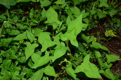 Persicaria thunbergii