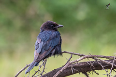 Dicrurus macrocercus