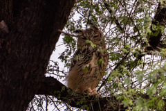 Bubo bengalensis
