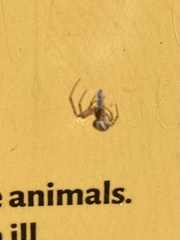 Zygiella x-notata
