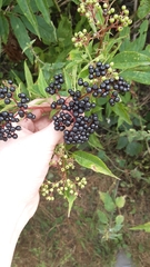 Sambucus ebulus