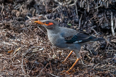 Acridotheres ginginianus