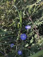 Evolvulus arizonicus