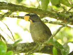Saltator maximus
