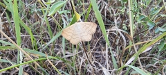Sterrhinae