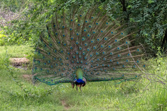 Pavo cristatus