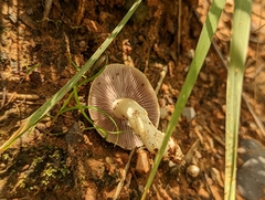 Stropharia