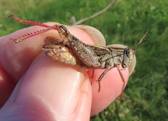 Calliptamus italicus