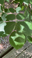Carya tomentosa