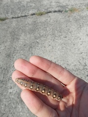 Hyles gallii