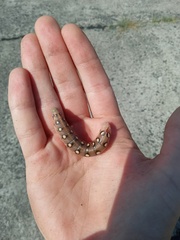 Hyles gallii