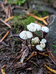 Marasmius rotula