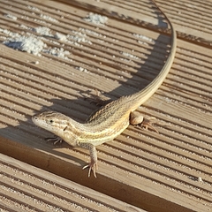Psammodromus algirus