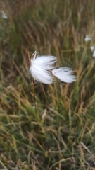 Eriophorum