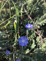 Evolvulus arizonicus