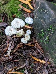 Marasmius rotula