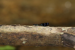 Aristocypha fenestrella