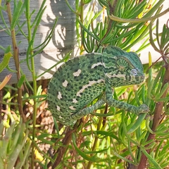 Chamaeleo chamaeleon chamaeleon