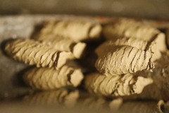 Sceliphron curvatum