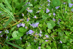 Mazus miquelii