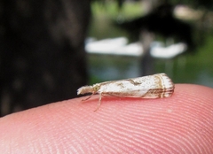 Microcrambus elegans