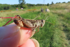 Calliptamus italicus