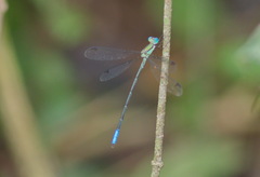 Orolestes octomaculatus