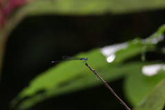 Prodasineura laidlawii